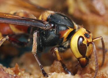 El avispón gigante y los 10 insectos más letales del mundo