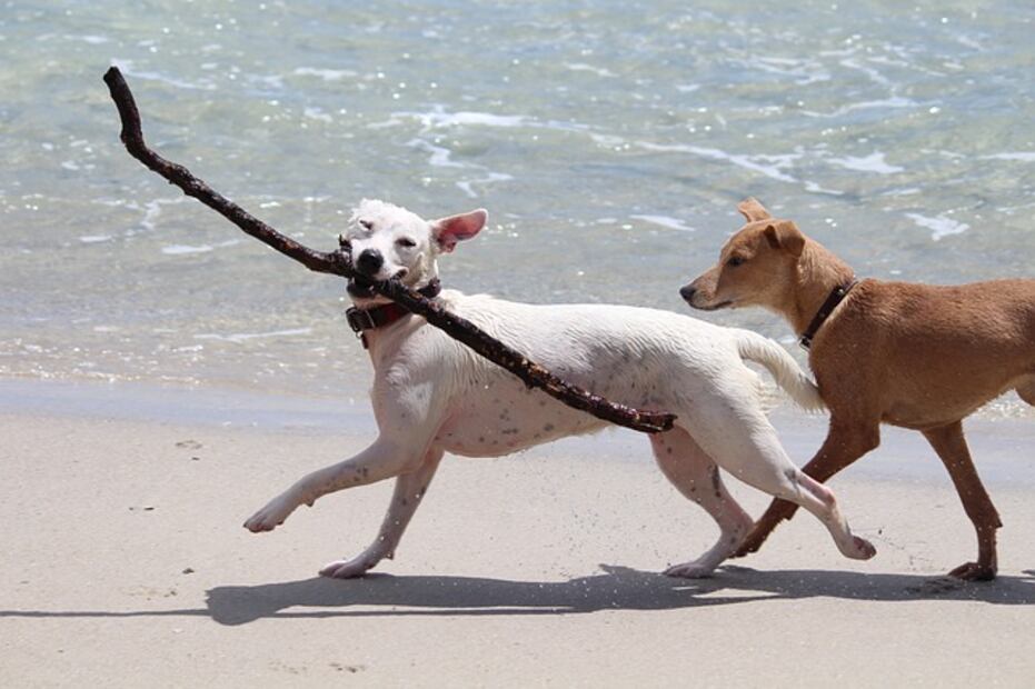 10 beneficios de jugar con tu perro