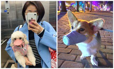 Las mascotas en China están siendo abandonadas por coronavirus