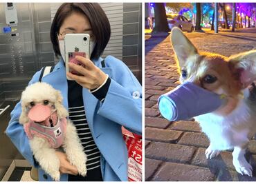 Las mascotas en China están siendo abandonadas por coronavirus