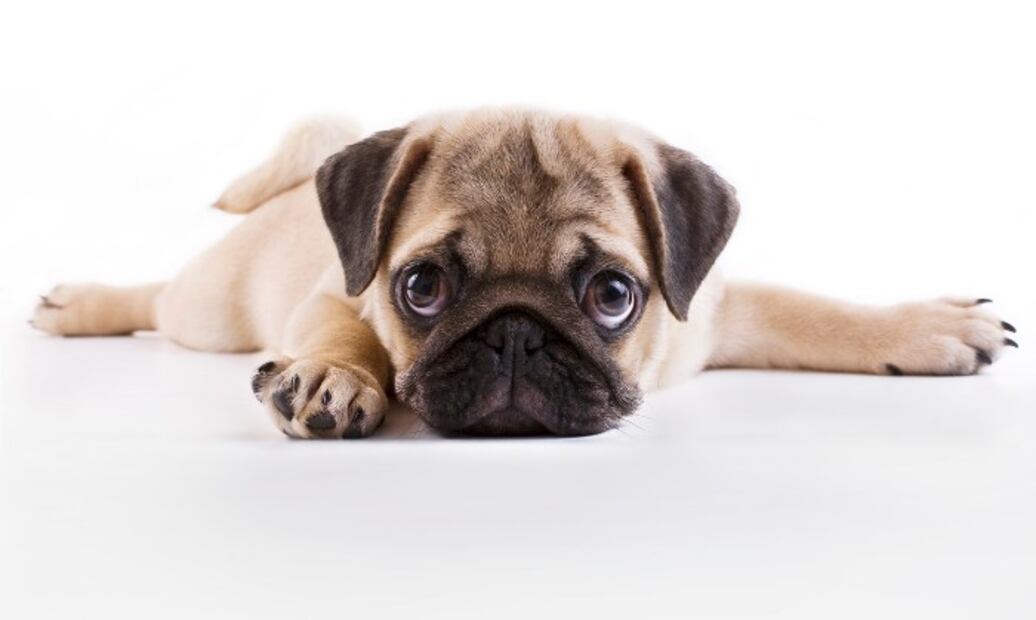 3 razones de salud por las que los perros pug deben dejar de existir