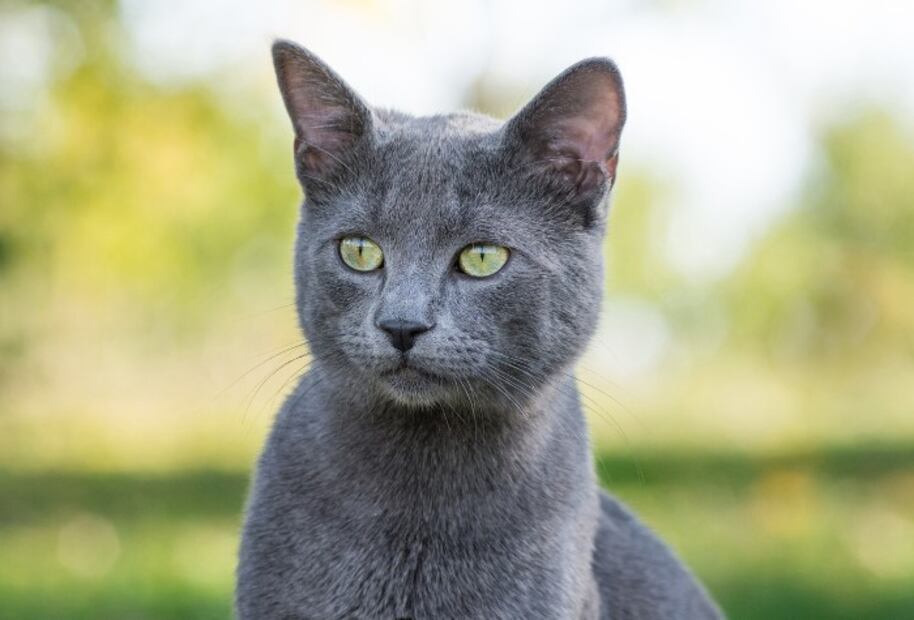 Federación Internacional de Felinos prohíbe la exportación de gatos rusos
