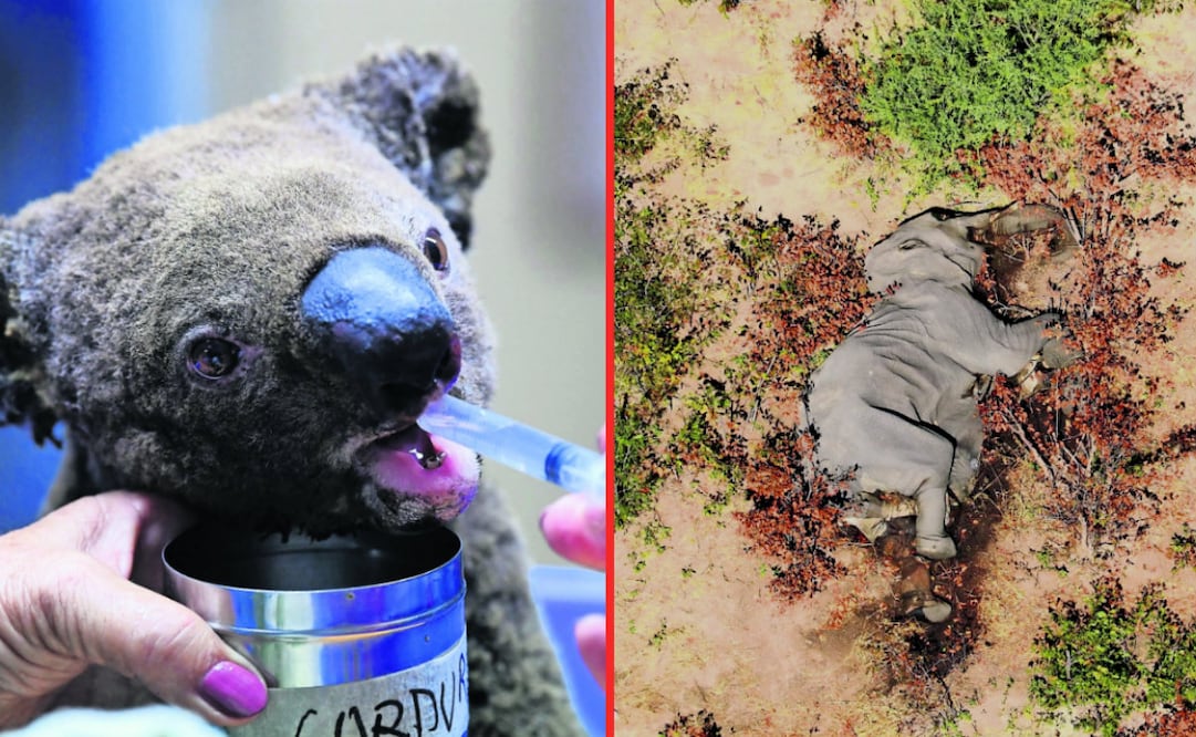 Fotos: Koala (Saeed Khan/AFP) / Elefante (AFP Photo/National Park Rescue)