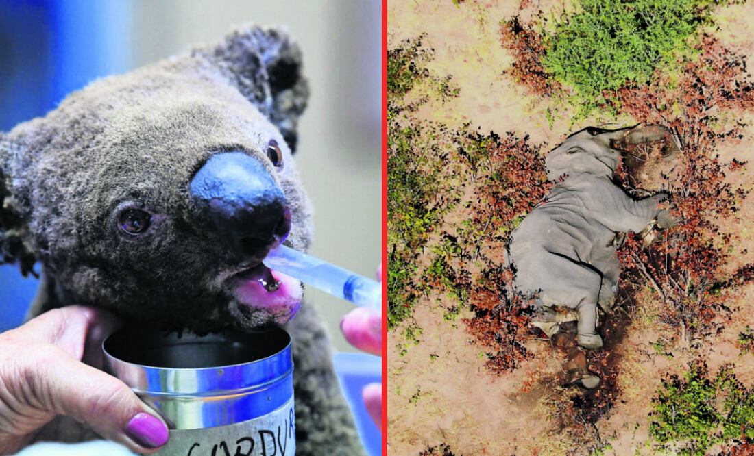 Fotos: Koala (Saeed Khan/AFP) / Elefante (AFP Photo/National Park Rescue)
