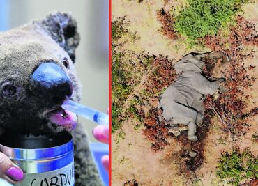 5 catástrofes animales que han ocurrido en este 2020
