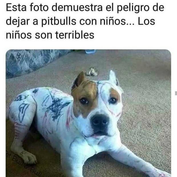 Estudio revela que perros chihuahuas son más agresivos que los pitbulls