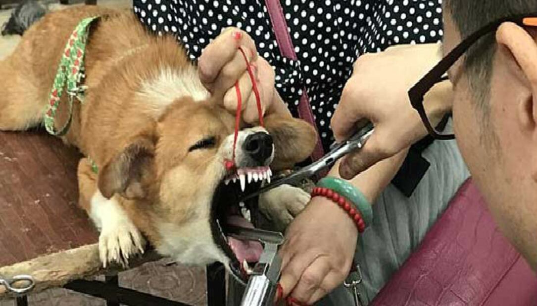 La cruel forma de enmudecer a los perros en China 