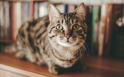 MeowTalk, la app que traduce los maullidos de tu gato