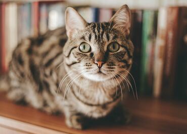 MeowTalk, la app que traduce los maullidos de tu gato