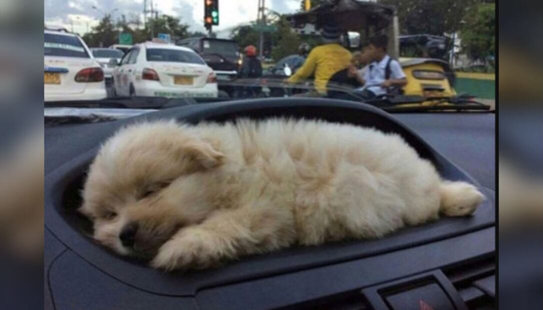 ¡Lo más tierno que verás hoy! 10 cachorritos para derretir tu corazón
