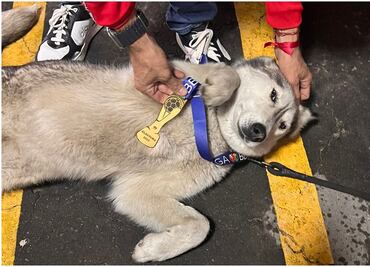 Ella es 'Once', la perrita de la suerte que ayudó a que Toluca fuera campeón del Clausura 2025