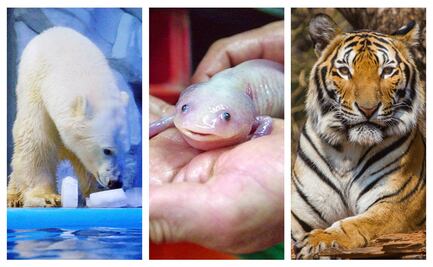 10 especies animales a punto de desaparecer