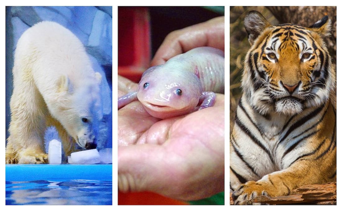 Fotos: Xinhua/Zhu Zheng, UNAM y iStock