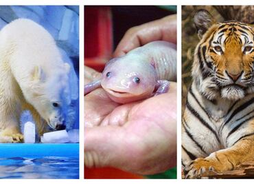 10 especies animales a punto de desaparecer