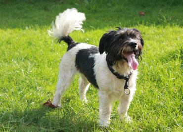 Síntomas y recomendaciones para evitar un golpe de calor a tu mascota