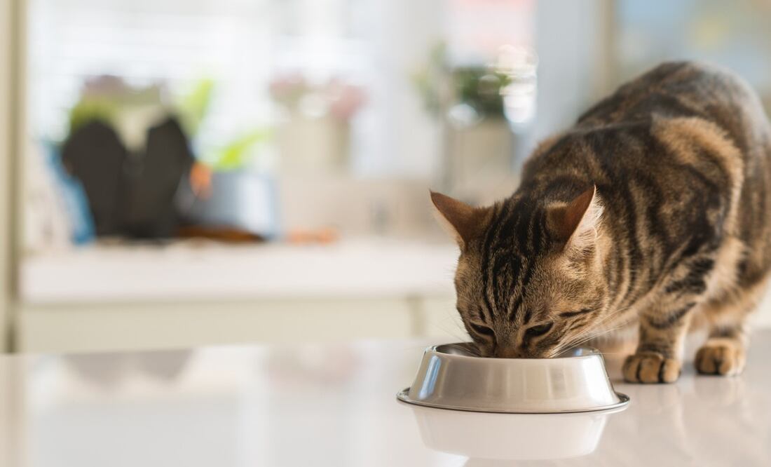 Fortalece los 5 órganos vitales de tu minino con su alimentación