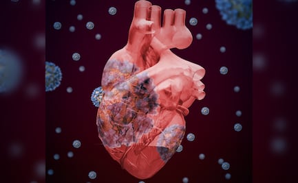 ¿Cómo afecta al corazón la Covid-19? 