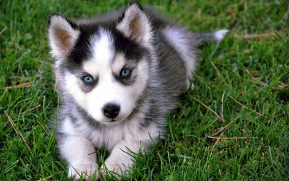 Las razas de perros “artificiales” con más problemas de salud