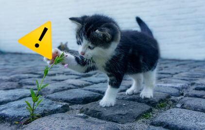 10 plantas que podrían ser tóxicas para perros y gatos