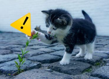 10 plantas que podrían ser tóxicas para perros y gatos