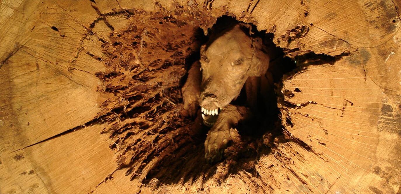 Foto: Museo Southern Forest World