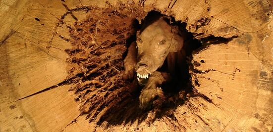 "Stuckie", el perro momificado encontrado dentro de un árbol