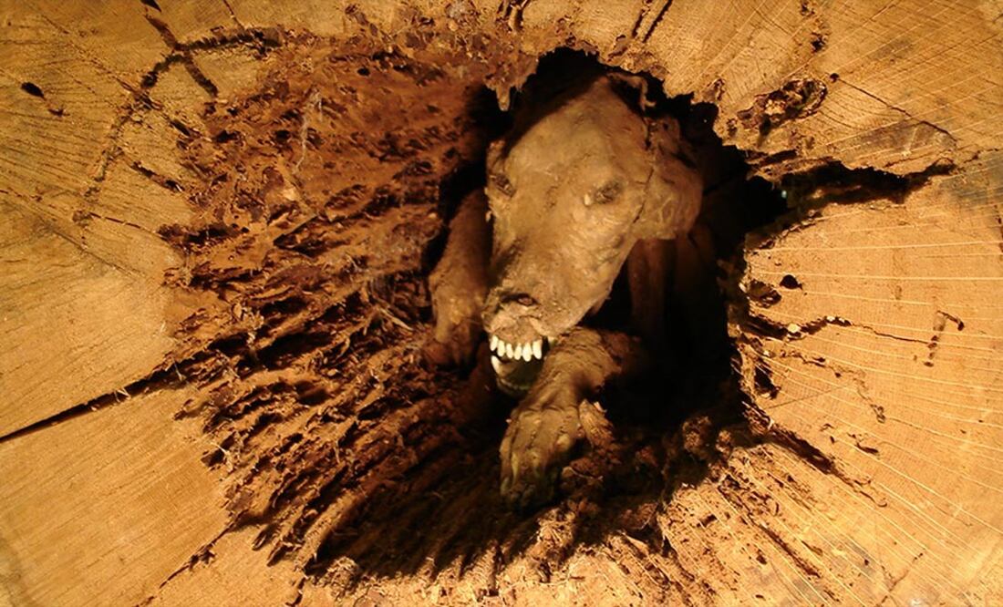 Foto: Museo Southern Forest World