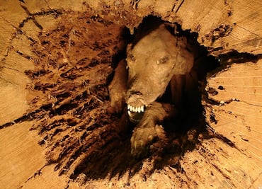 "Stuckie", el perro momificado encontrado dentro de un árbol