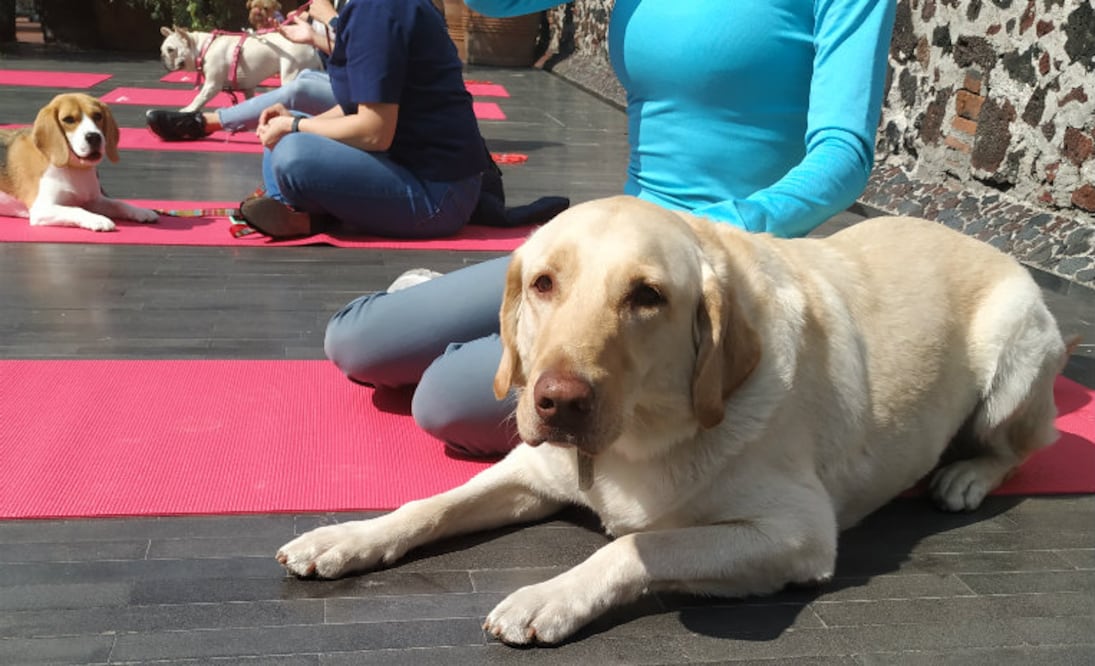 Foto: Carolina Mejia/ De10.mx