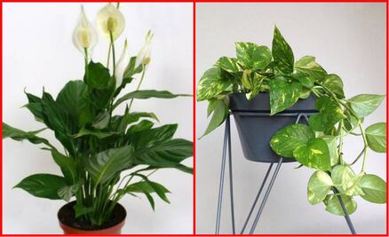 La NASA recomienda: 5 plantas para purificar tu casa