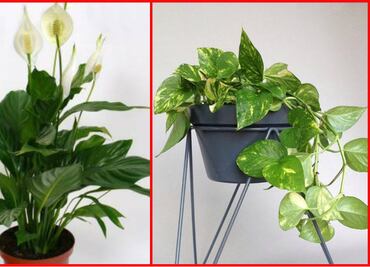 La NASA recomienda: 5 plantas para purificar tu casa