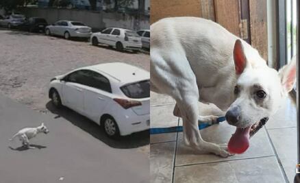 Él es “Tintín”, el perrito discapacitado que fue abandonado