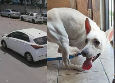 Él es “Tintín”, el perrito discapacitado que fue abandonado