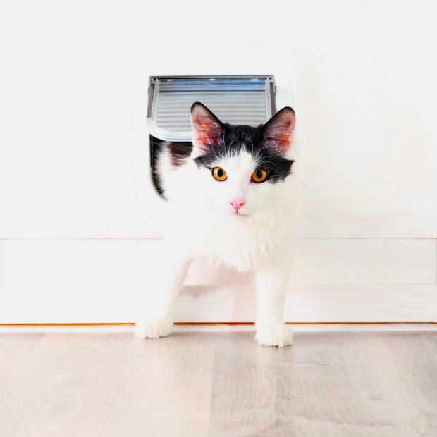 Gatos, los tiernos asesinos del futuro de la humanidad 