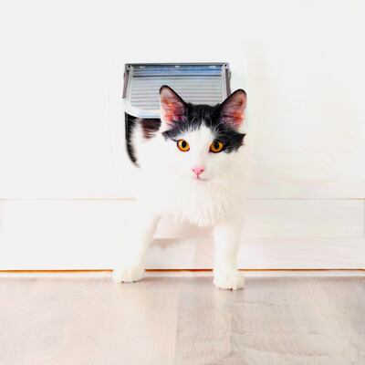 Gatos, los tiernos asesinos del futuro de la humanidad 