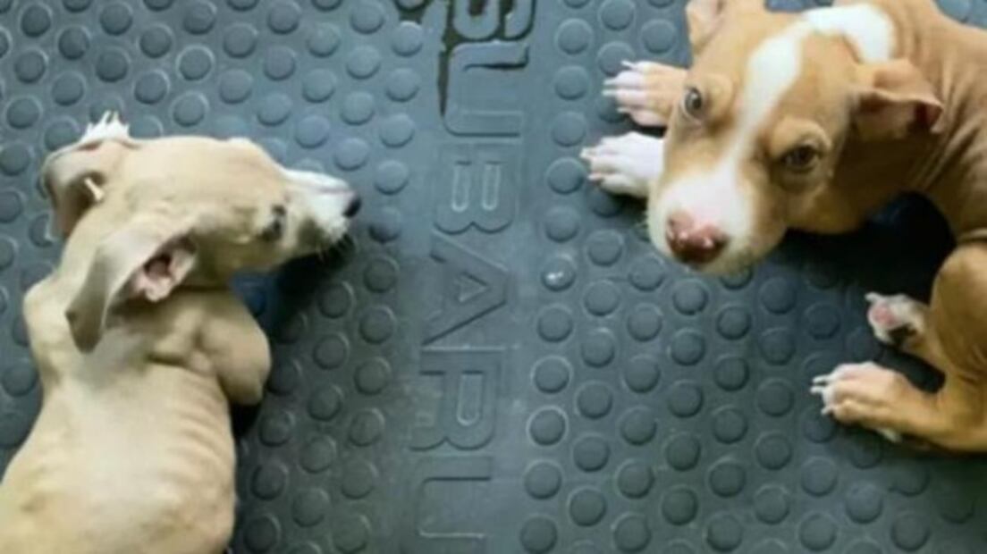 Sancionan a pareja por darle a sus perros una dieta vegetariana 