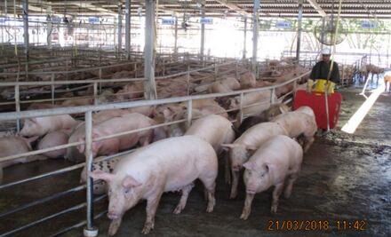 La crueldad animal en los rastros mexicanos NO es un problema generalizado