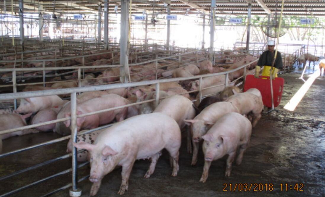 Foto: Cortesía Alimentos KOWI
