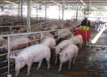 La crueldad animal en los rastros mexicanos NO es un problema generalizado