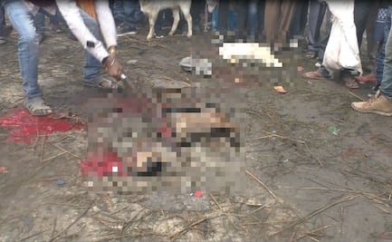 El cruel Festival de Gadhimai, el mayor sacrificio de animales en el mundo