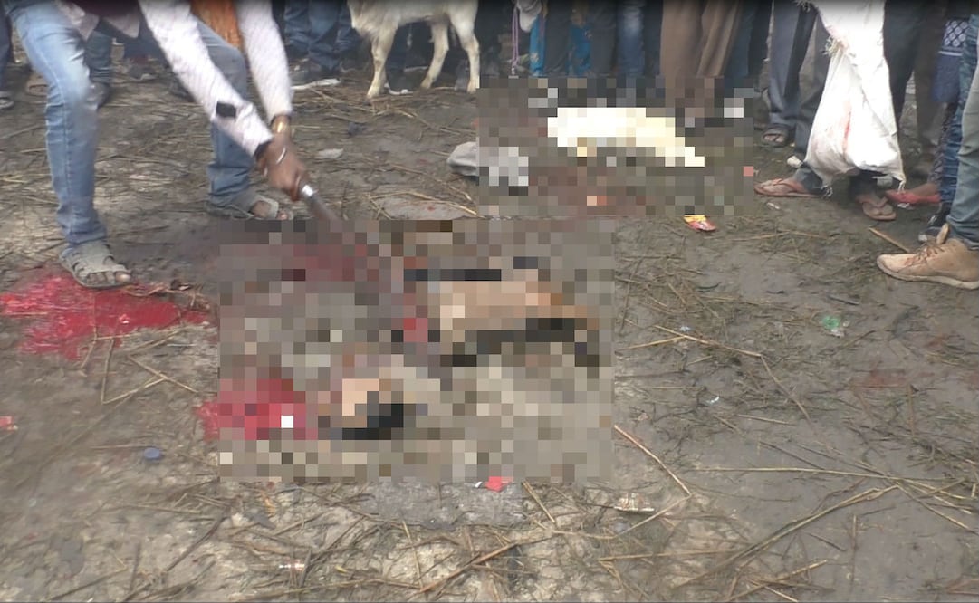 Foto: Igualdad Animal / Animal Equality