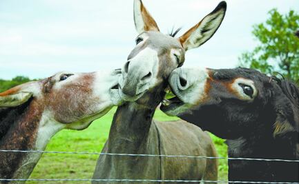 El burro NO está en peligro de extinción: UNAM