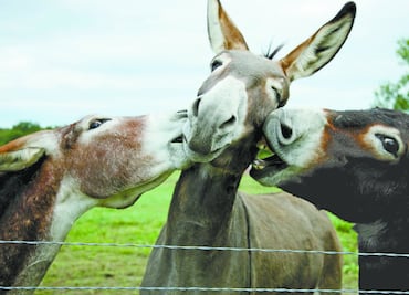 El burro NO está en peligro de extinción: UNAM
