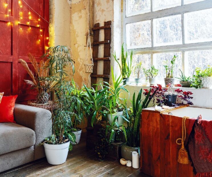 5 plantas que absorben el calor y purifican el aire de tu casa 