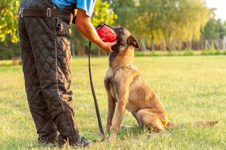 Las 10 razas de perros más inteligentes del mundo