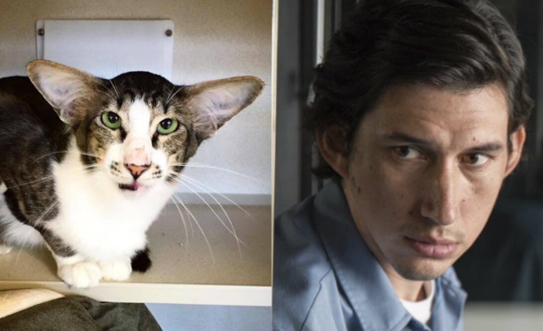 Foto: Twitter @MarciRobin / AP