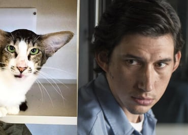 ¿Se parecen o no? 10 animalitos que son idénticos a estos famosos