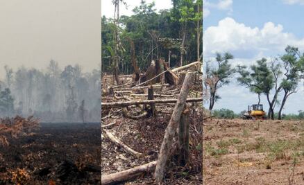 10 bosques que están a punto de desaparecer