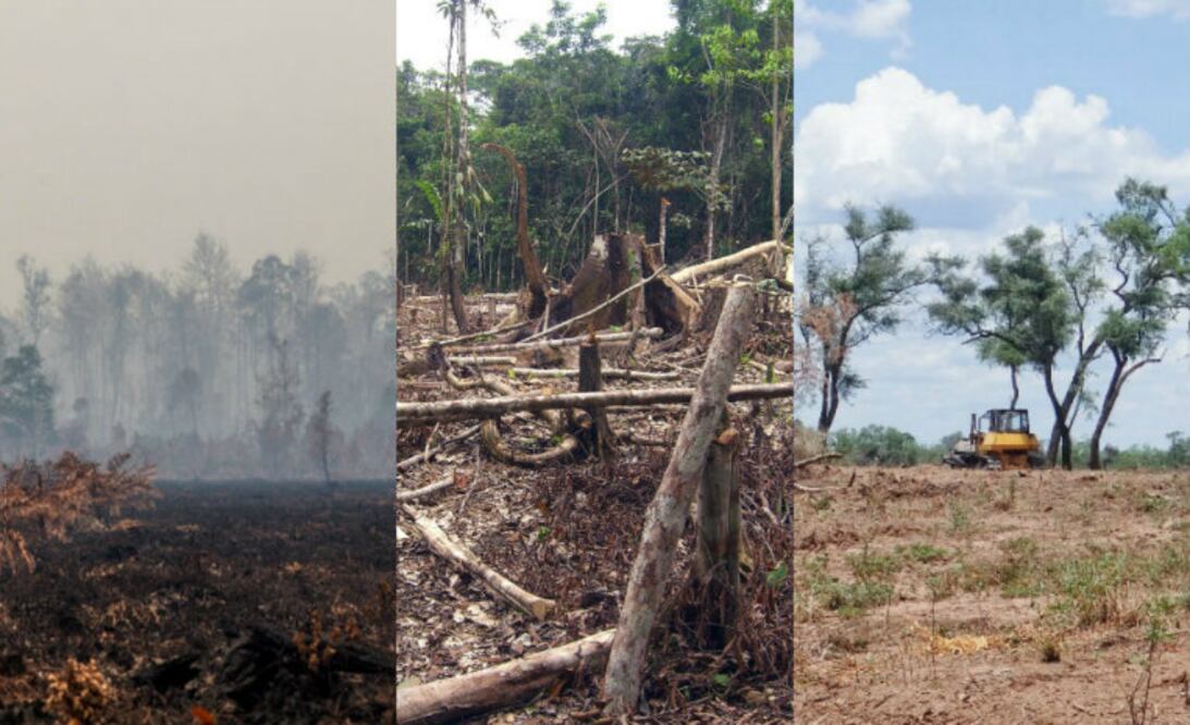 Foto: Wikimedia Commons/Matt Zimmerman y Greenpeace