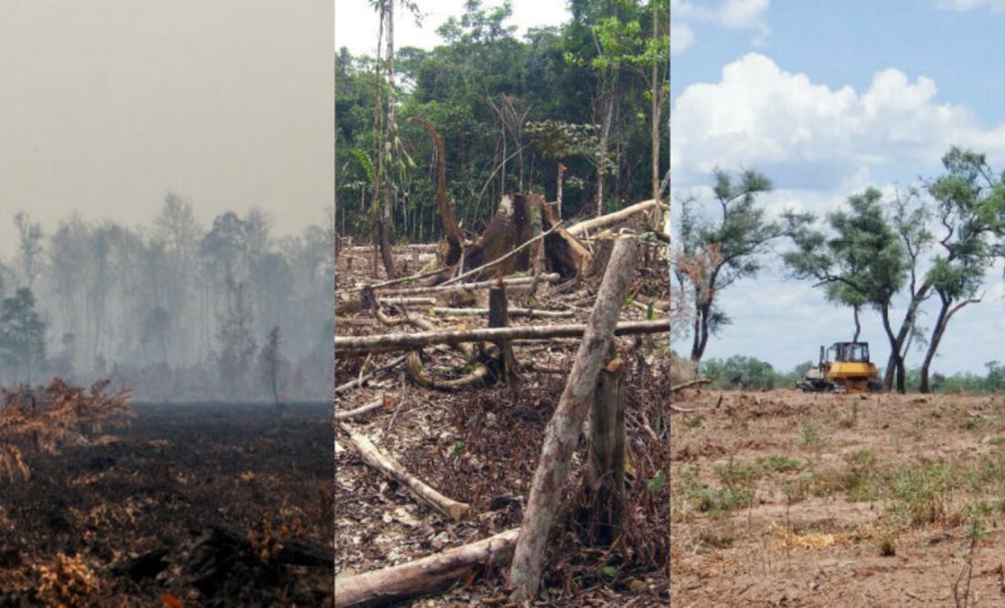 Foto: Wikimedia Commons/Matt Zimmerman y Greenpeace